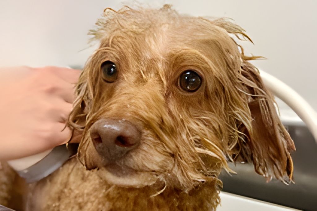 犬のシャンプー