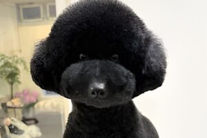 トリミングコース