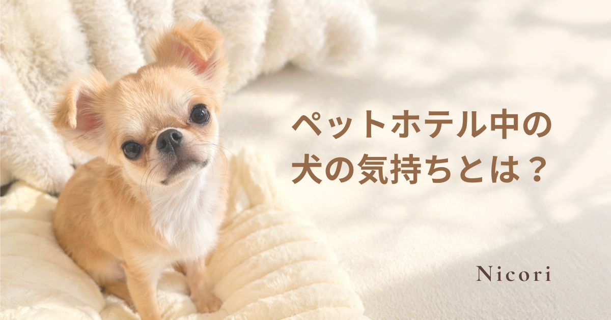 ペットホテル中の犬の気持ちとは？