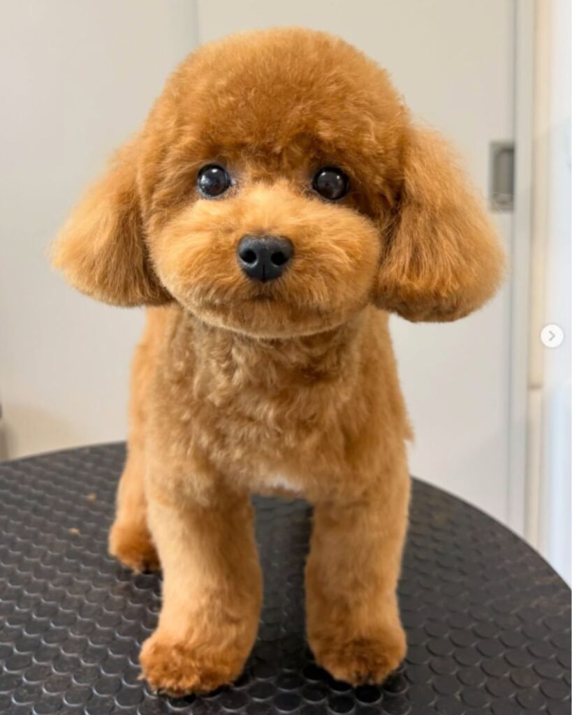 トリミング後のアプリコット色のわんちゃん