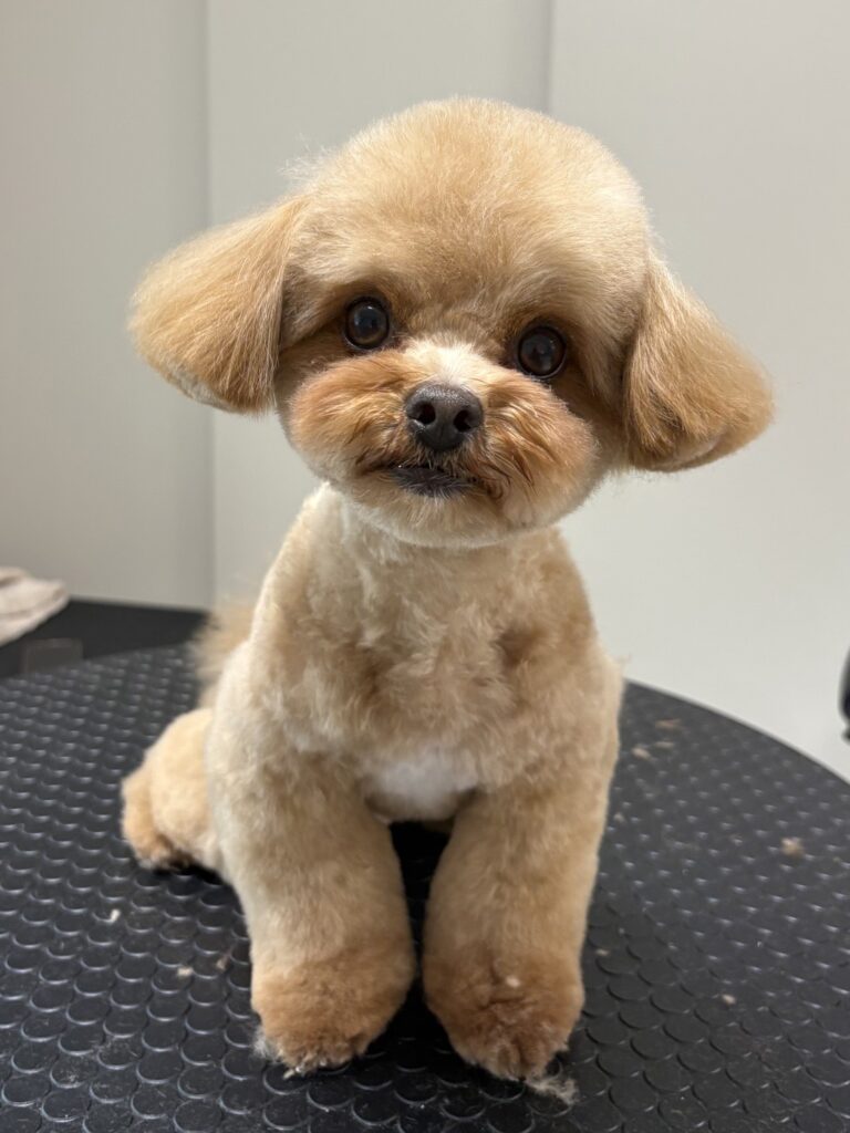 トリミング後におすわりするブラウンのわんちゃん
