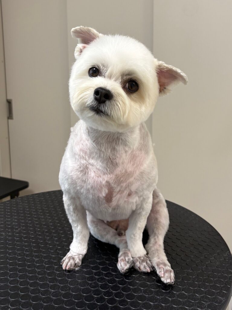トリミング後に首をかしげる白いわんちゃん