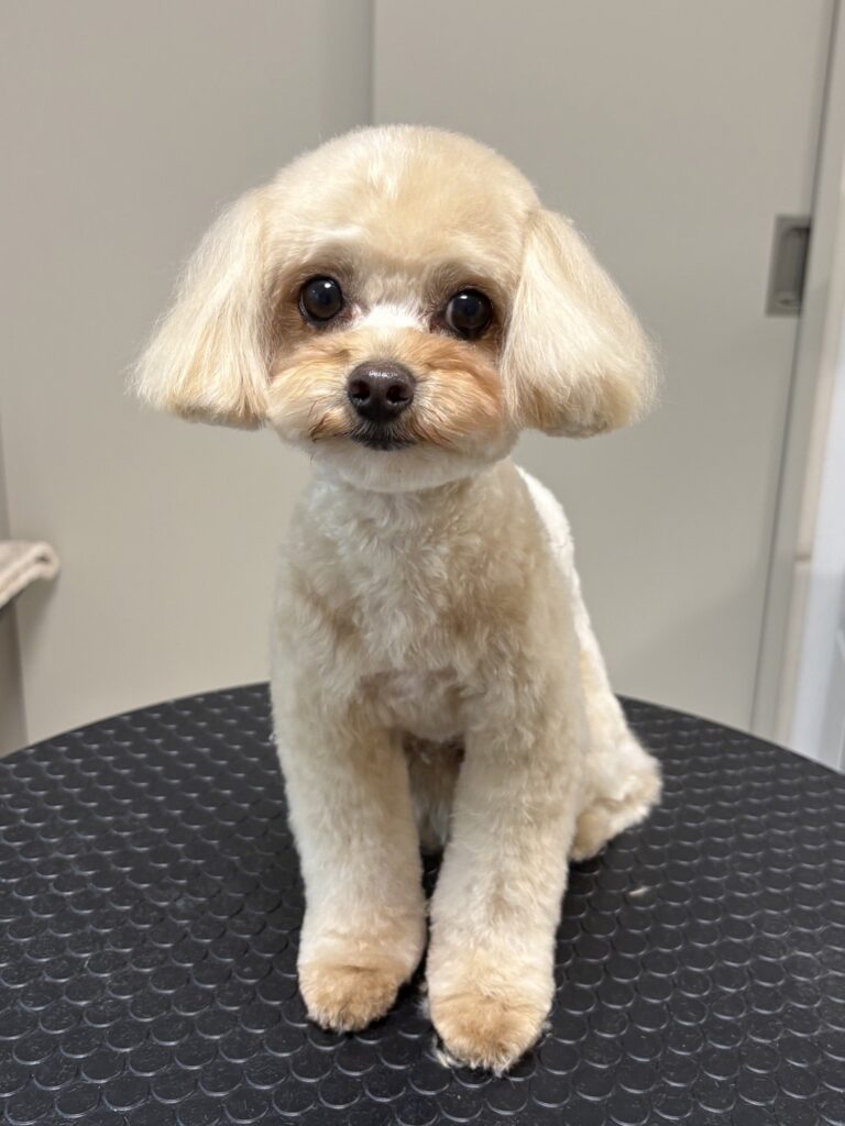 トリミング後におすわりするクリーム色のわんちゃん